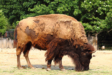 Image showing wild bison 