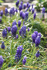 Image showing blue spring flowers