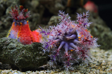 Image showing color corals 