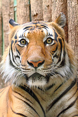 Image showing head of tiger