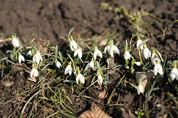 Image showing spring white flowers