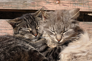 Image showing two cats