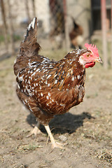 Image showing chicken from farm