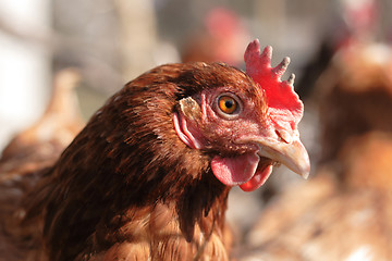 Image showing  head of chicken