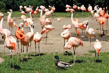 Image showing flamingos