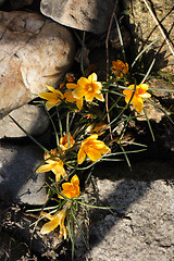 Image showing spring yellow flowers