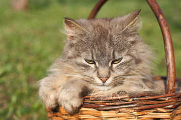 Image showing cat in the basket