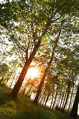 Image showing sunset in the forest 