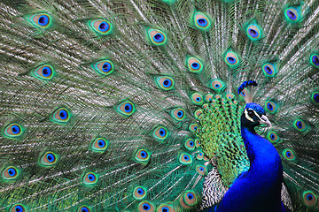 Image showing peacock 