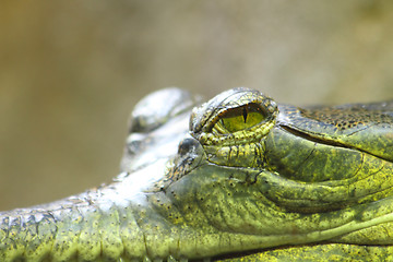 Image showing aligator eye 