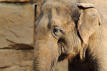 Image showing head of elephant 