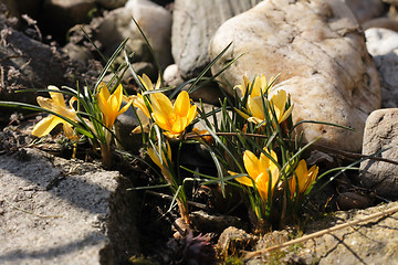 Image showing spring yellow flowers