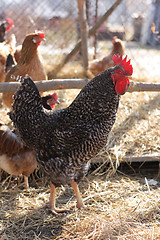 Image showing rooster 