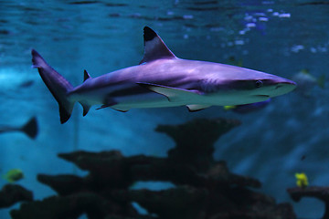 Image showing big shark 