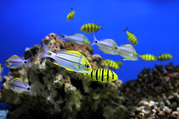 Image showing aquarium background