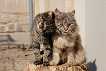 Image showing two cats