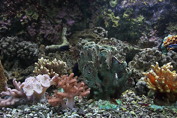 Image showing aquarium background