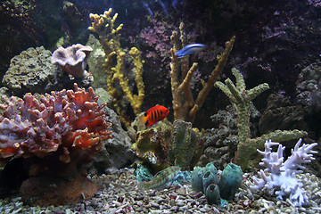 Image showing aquarium background