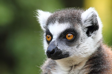 Image showing lemur monkey