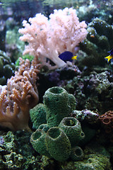 Image showing corals