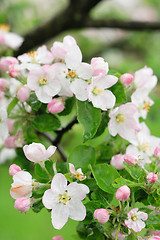 Image showing spring apple flowers background