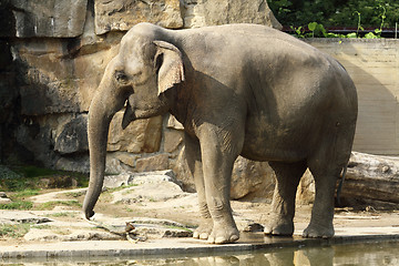 Image showing elephant 