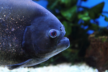 Image showing detail of big piranha