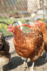 Image showing chicken from farm