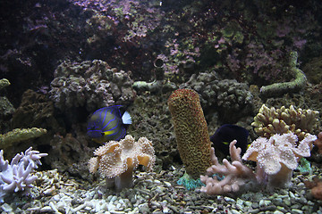 Image showing aquarium background