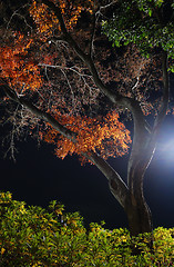 Image showing night maple tree