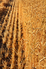 Image showing yellow field with ripe wheat