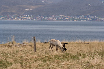 Image showing Reindeer, Reinsdyr, Honningsvåg