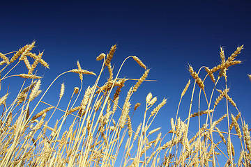 Image showing stems of the wheat under sky