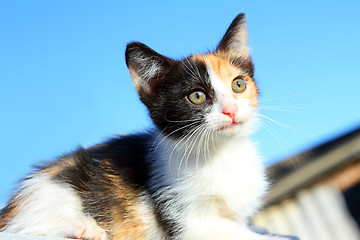 Image showing kitten portrait under blue sky