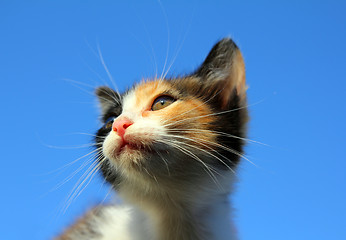 Image showing kitten portrait under blue sky