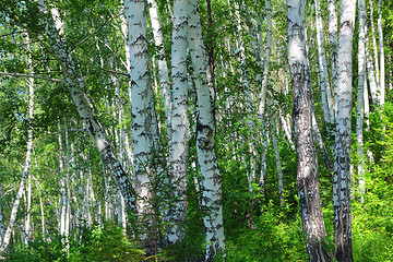 Image showing summer birch woods