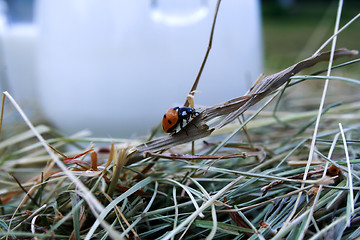 Image showing Zoomed foto of ladybug crawling on grass