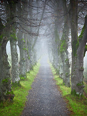 Image showing autumn forest allee