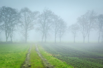 Image showing autumn forest way