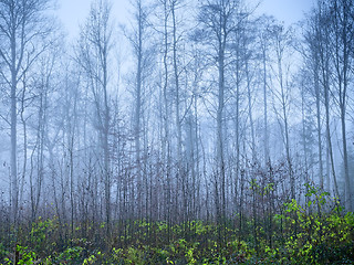 Image showing autumn forest