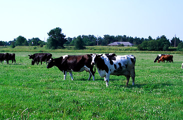 Image showing Foto of cows feeding on green field