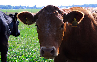 Image showing Foto of cow feeding on green field