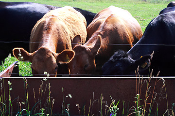 Image showing Foto of cows drinking water on field