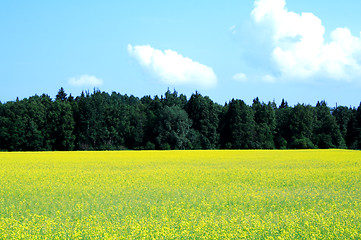 Image showing Forest and field landscape foto in day