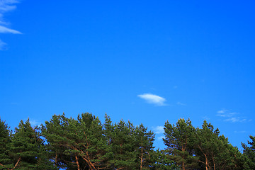 Image showing Foto of forest tree tops on sky