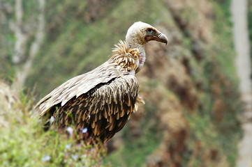 Image showing Hawk