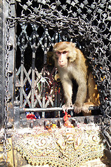 Image showing Monkey