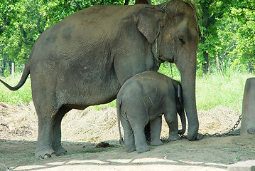 Image showing Elephants