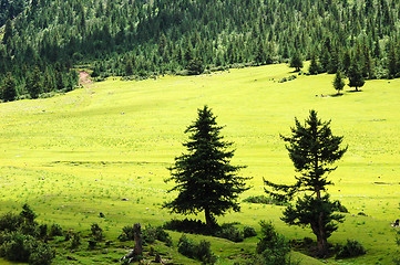 Image showing Green meadows