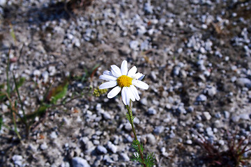 Image showing Foto of isolated chamomile on dusty road